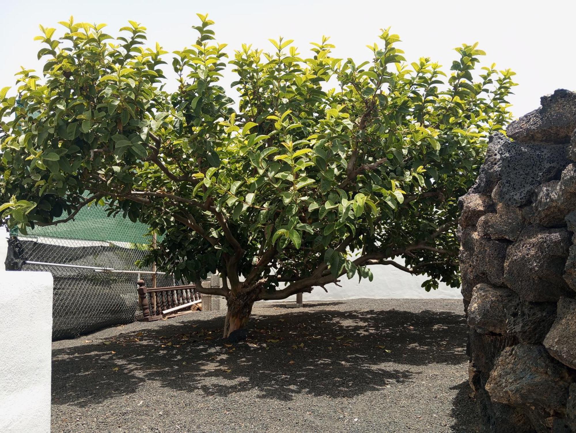 Casa Siempreviva Villa Teguise  Eksteriør billede
